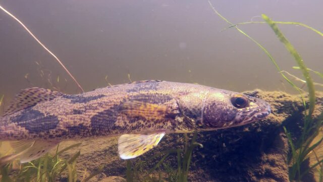 Sauger Fish Swimming Underwater Slow Motion