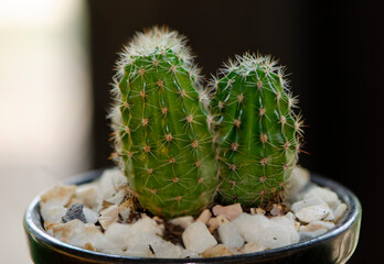 Close up and macro photography of cactus with dew drop. Cactus is a member of the plant family...