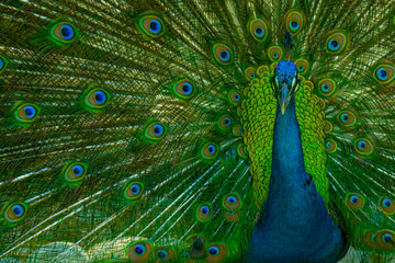 Obraz premium Los ojos del pavorreal