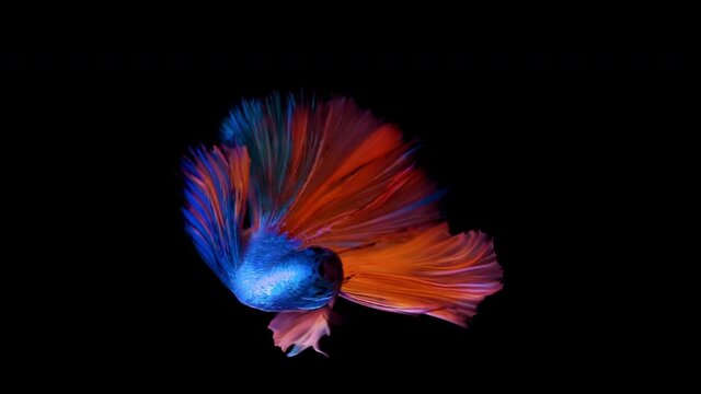 Vertical format screen display - The colorful Siamese Elephant Ear Fighting Fish Betta Splendens, also known as Thai Fighting Fish or betta, in super slow motion on isolated black background
