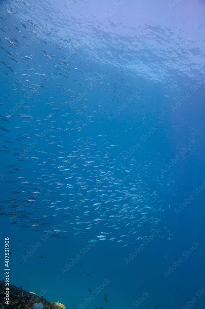 Sticker vertical shot of a school of striated fusilier fish in the sea