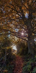 path along fence on farm with trees and fall leaves