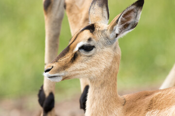 Kruger National Park: Impala lamb