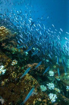 Vertical shot of a school of striated fusilier fish in the sea
