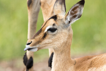Naklejka na ściany i meble Kruger National Park: impala lamb sticks its tongue out