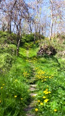 magical looking path in forest with yellow flowers