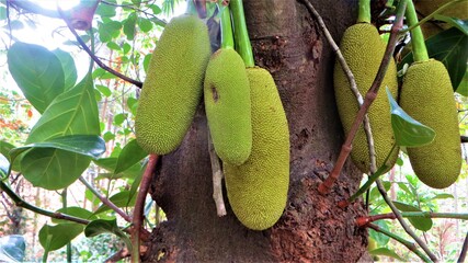 jackfruit tree in small jackfruit  