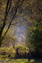 path along fence on farm with trees and fall leaves
