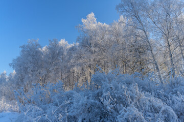 Morning in the winter forest after a frosty night. All birches and bush branches in the foreground are dressed in a snow-white outfit. Frost turned a forest glade into a fairytale scene 