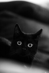 wide eyed black cat