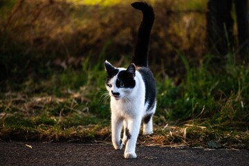 cat crossing the street