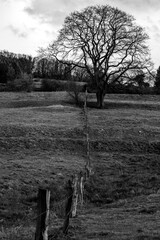 fence line leading to tree on farm