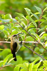 bird on a branch