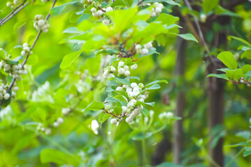 green leaves background