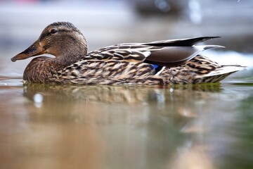 mallard duck swimming
