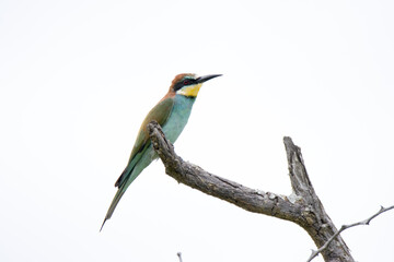 Kruger National Park: European bee-eater