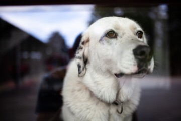 big dog looking through window