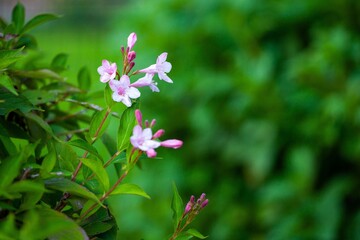 close up of flowers in garden