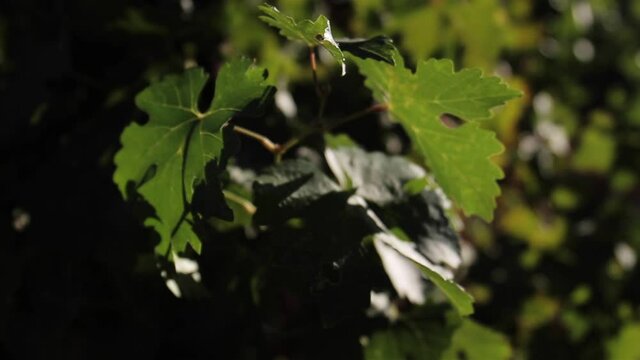 Grape Leaves Move in the Wind at Napa Valley Vineyard
