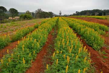 Fototapeta premium The Dull-Ice Flower(Lupinus micranthus Guss.) in Miaoli County, Taiwan.