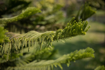 close up of fern