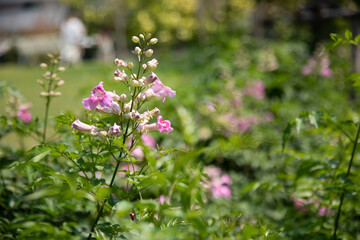 flowers in the garden