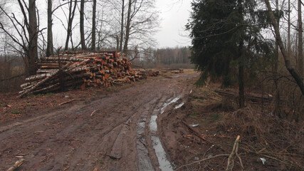 Stack of many felled tree trunks stacked on edge of forest near muddy broken road. Concept of logging industry