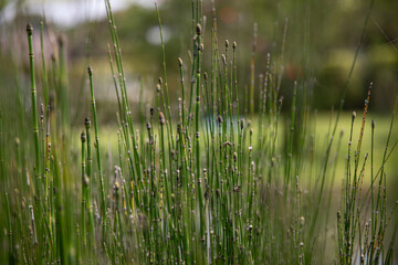 grass in the wind