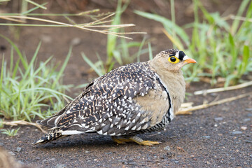 Kruger National Park: Double-banded Sandgrouse