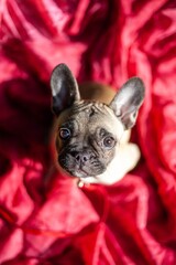 french bulldog puppy sitting on red blanket