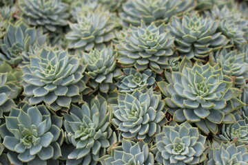 the collection of Rosette Shaped Echeveria succulent