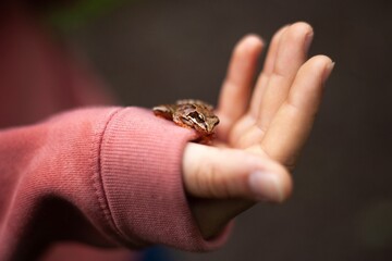 young girl holding small frog
