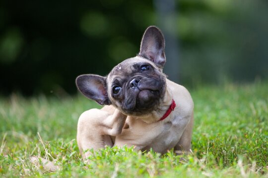 french bulldog puppy scratching its ears in grass