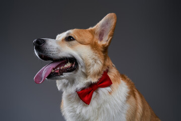 Happy and seriously welsh corgi dog sticking out his tongue and wearing a red bow tie against grey background.