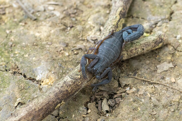 Primer plano de un escorpión en una rama en tierra seca