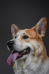 Studio image of smiling redhead welsh corgi dog with tongue sticking out on black background.
