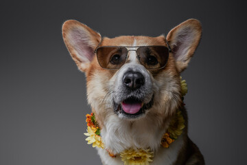 Portrait of the smiling funny welsh corgi dog in the summer costume, sunglasses and wreath on gray background.
