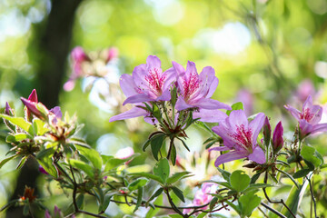 新緑の中の山ツツジ
