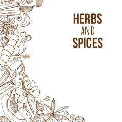Vector background with handmade herbs and spices. Organic and fresh spices illustration.