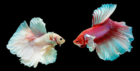 Betta fish white and red  are fighting, on black background.