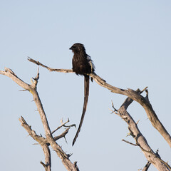 Kruger National Park: Magpie shrike
