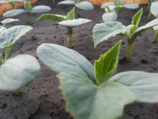 plants in the garden