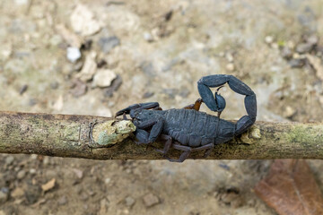 Primer plano de un escorpión en una rama en tierra seca
