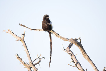 Kruger National Park: Magpie shrike