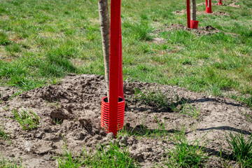 Fototapeta na wymiar Tree seedlings just planted in a row among the green spring lawn are shrouded in protective covers and tied to red sticks - supports
