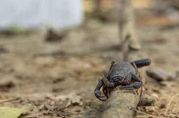 Primer plano de un escorpión en una rama en tierra seca