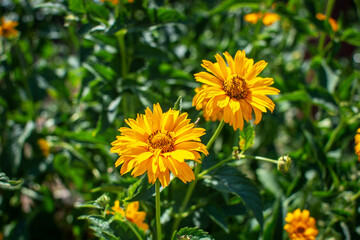 Beautiful yellow Rudbeckia flowers blooming on a green plant background. Rudbeckia lit by the bright spring sun