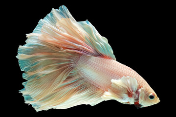 Betta fish white and red  are fighting, on black background.