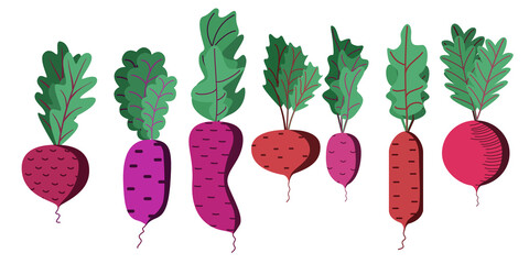 A bright vector set of colorful beets with tops. A fresh cartoon vegetable isolated on a white background. The illustration is used for magazine, book, poster, postcard, menu cover, web pages.