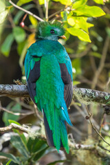 Resplendent Quetzal, Pharomachrus mocinno, Savegre in Costa Rica, with green forest in background. Magnificent sacred green and red bird. Birdwatching in jungle.